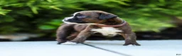 Boxer dogs for sale: Lester Boxer Puppy  - Ad 15