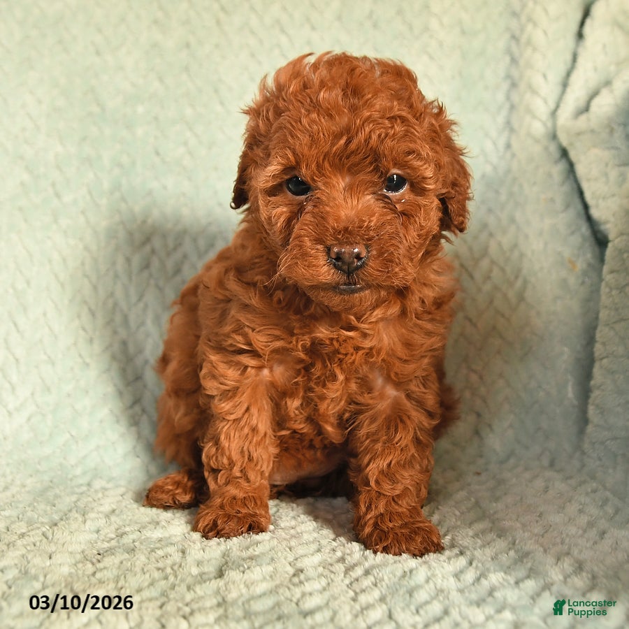 Toy Poodle dogs Olivia - Ad 2