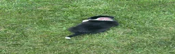 Border Collie dogs for sale: ROSE - Ad 3