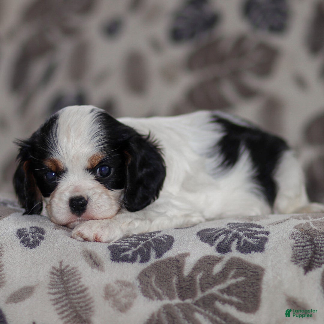 Cavalier King Charles Spaniel dogs for sale: Myles - Ad 3