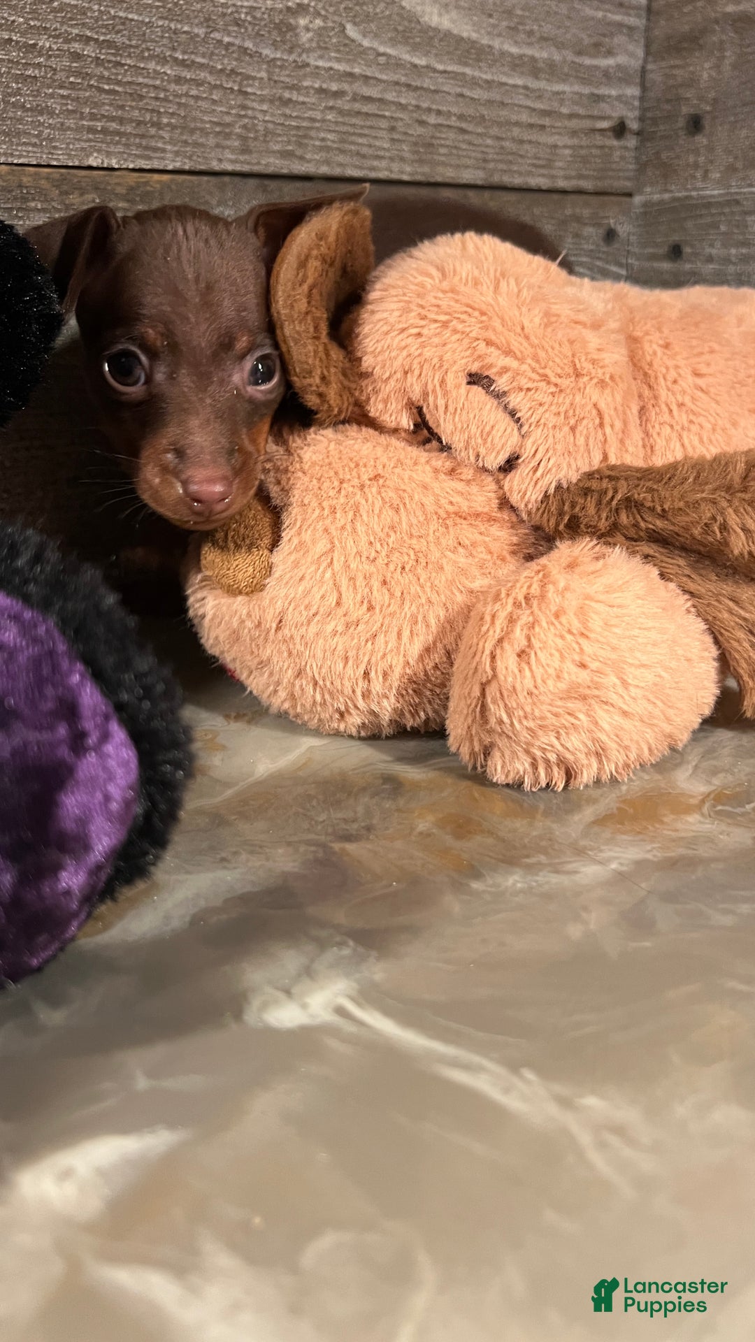 Miniature Pinscher dogs for sale: Ruby - Ad 8