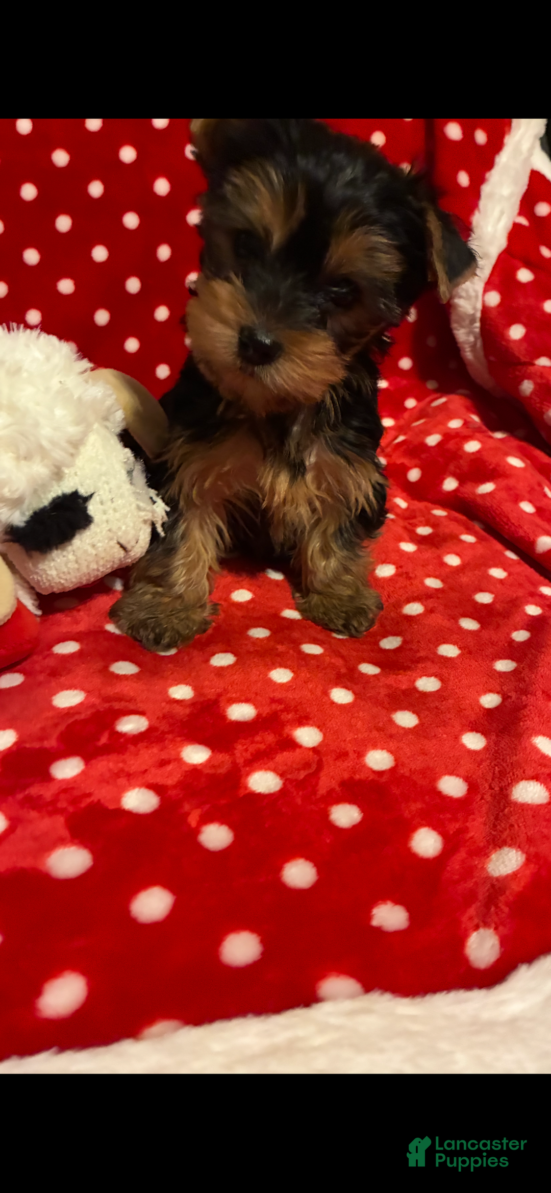 Yorkshire Terrier dogs for sale: Yorkshire Terrier Puppy 1 - Ad 5