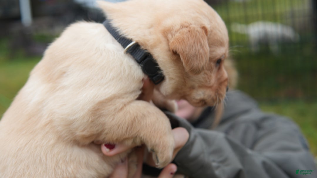 Labrador Retriever dogs for sale: Missy - Ad 6