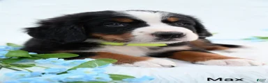 Max