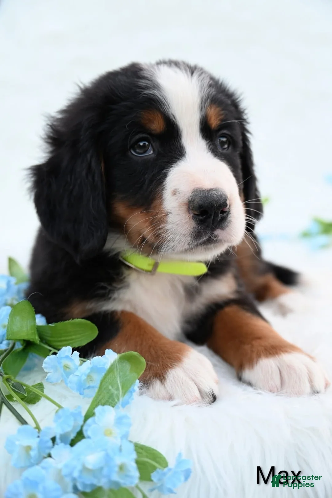 Bernese Mountain Dog dogs for sale: Max - Ad 1