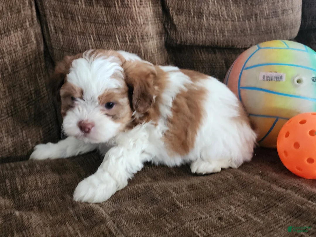 Shihpoo dogs for sale: HONEY - Ad 5