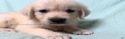 Golden Retriever dogs for sale: Matty - Ad 7