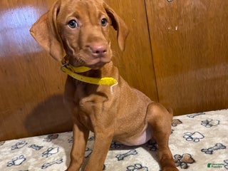 Vizsla dogs Penny - Ad 18