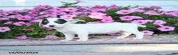 Jack Russell Terrier dogs for sale: Winona - Ad 5