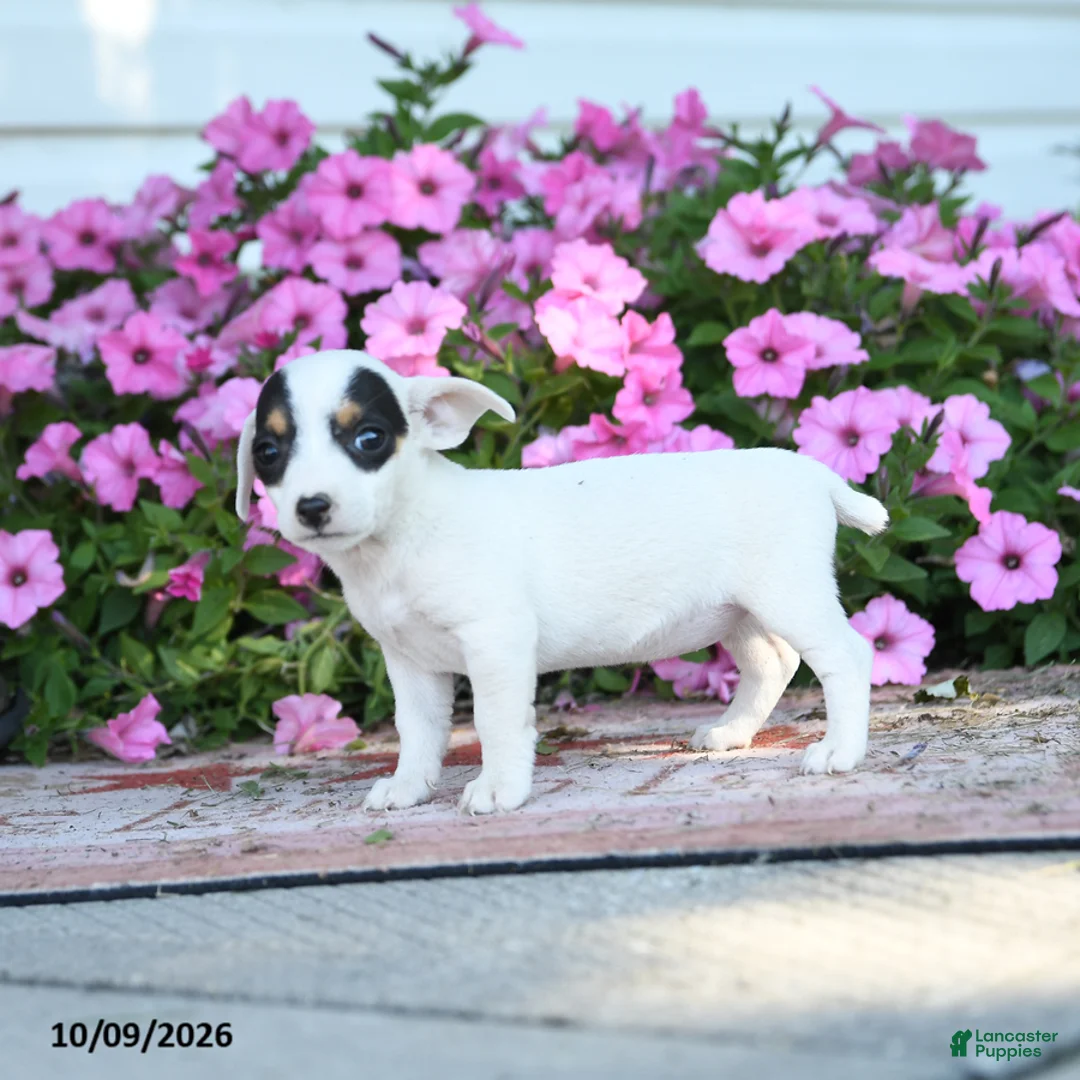 Jack Russell Terrier dogs for sale: Winona - Ad 5