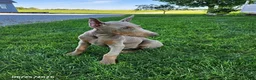 Doberman Pinscher dogs for sale: Griffin - Ad 4