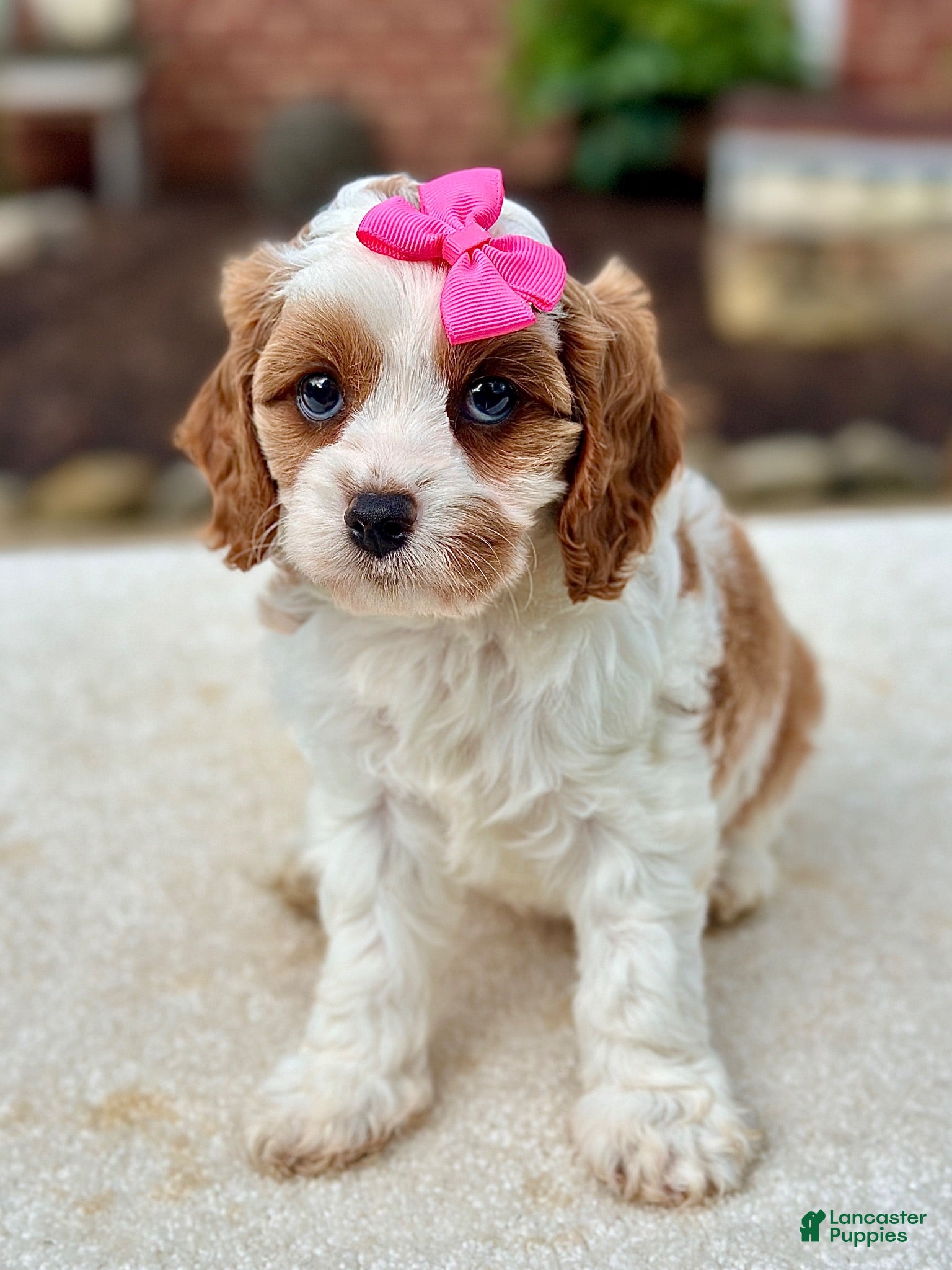 Cavapoo dogs Cavapoo 2 - Ad 1