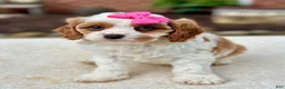 Cavapoo dogs for sale: Cavapoo 2 - Ad 1