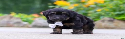 Mini Aussiedoodle dogs for sale: Austin - Ad 5