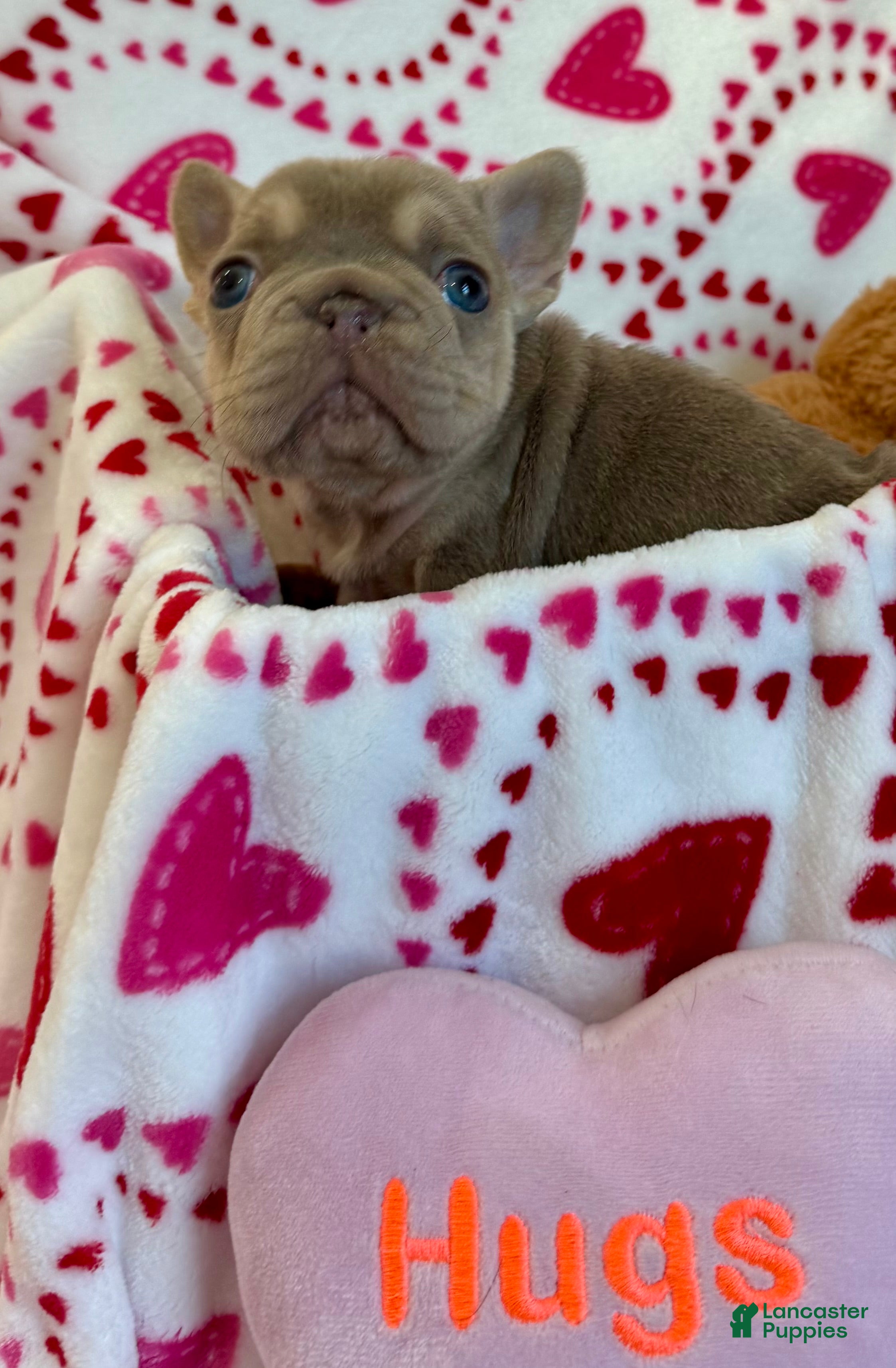 French Bulldog dogs French Bulldog Puppy 1 - Ad 1