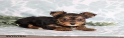 Yorkshire Terrier dogs for sale: Megan - Ad 5
