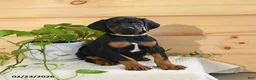 Doberman Pinscher dogs for sale: Atlas - Ad 2