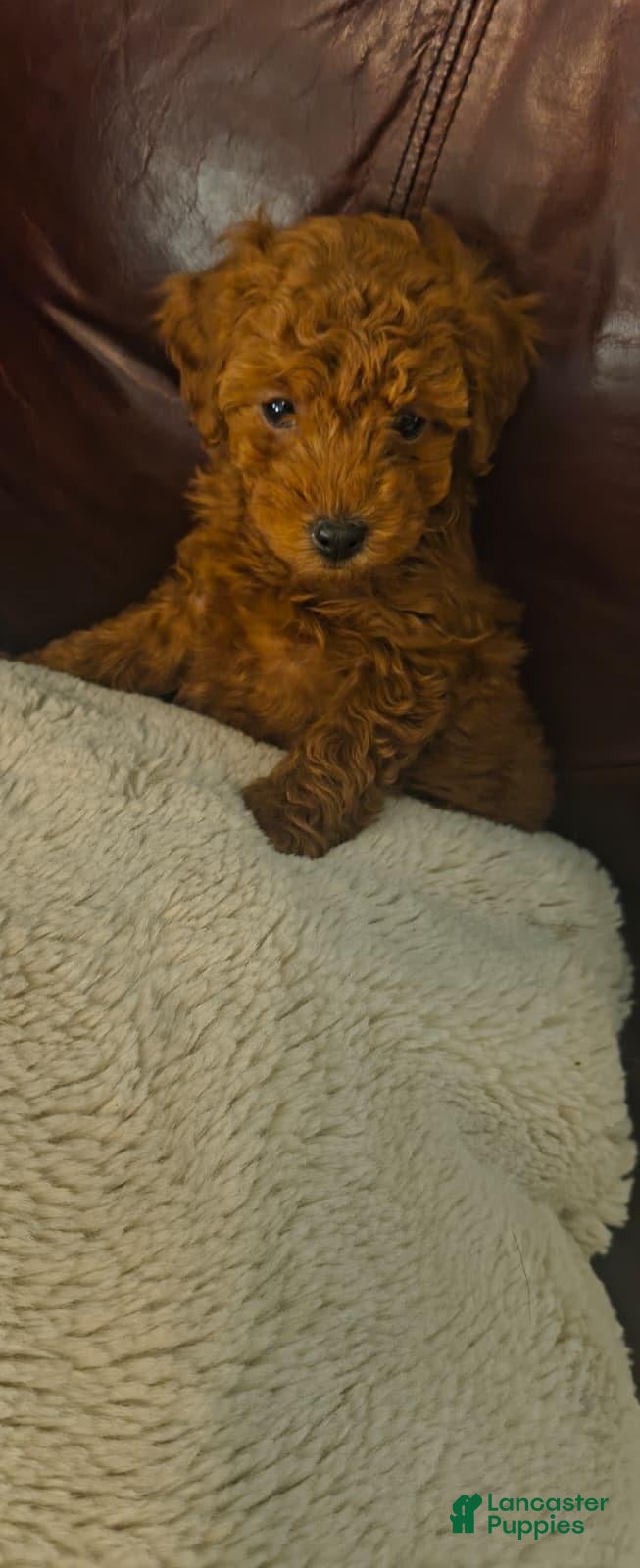 Toy Poodle dogs for sale: Male Puppy 1 - Ad 2