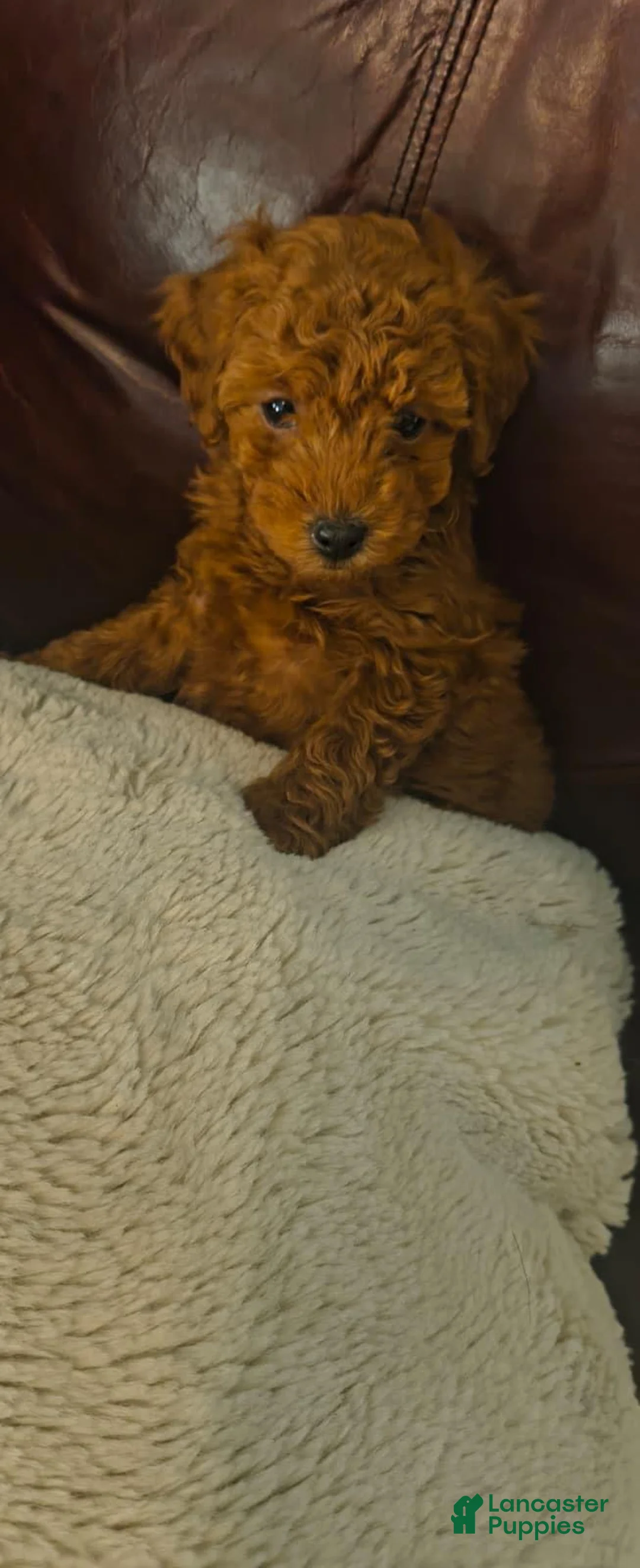 Toy Poodle dogs for sale: Male Puppy 1 - Ad 1