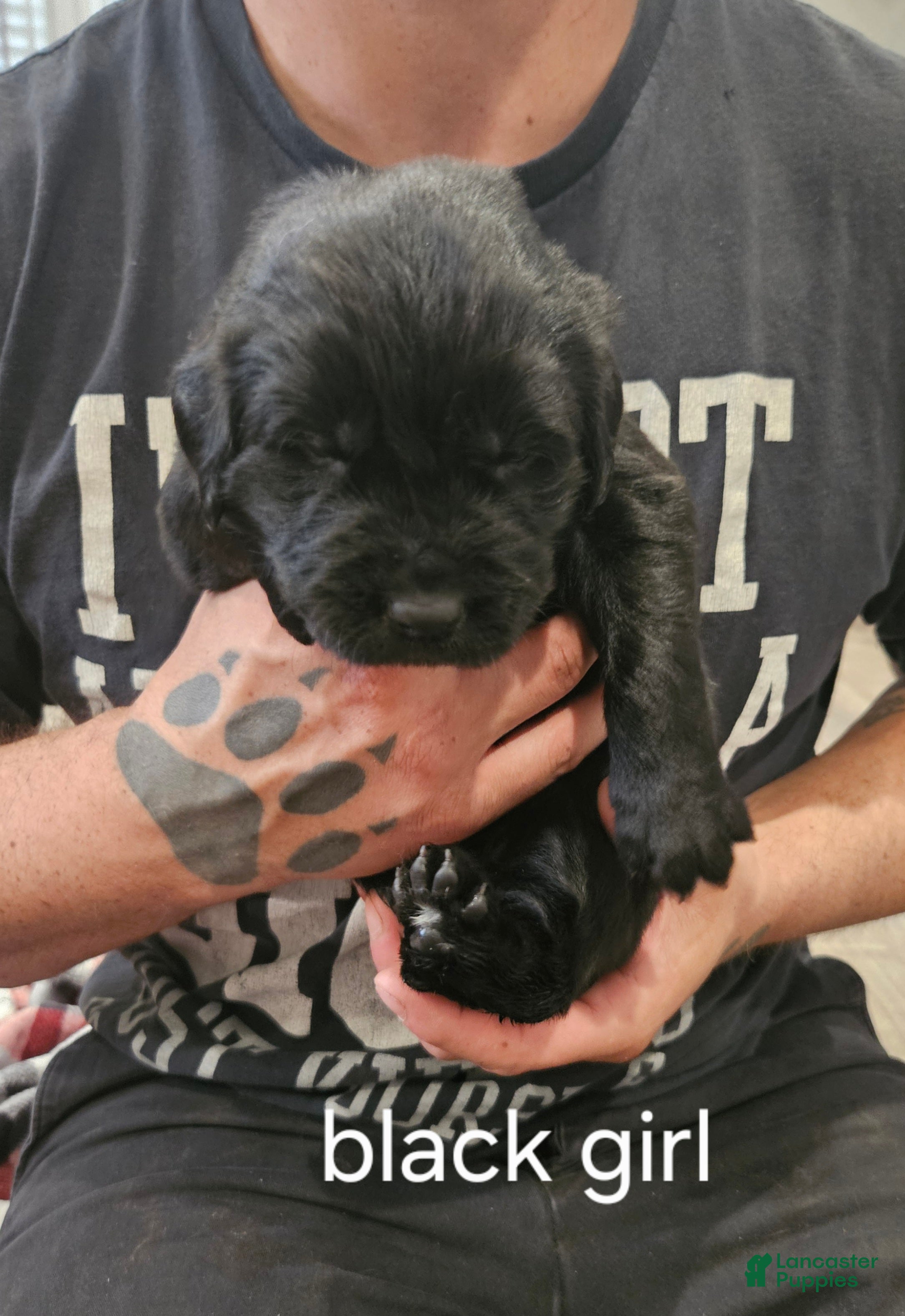 Newfoundland dogs Newfoundland Puppy 6 - Ad 3