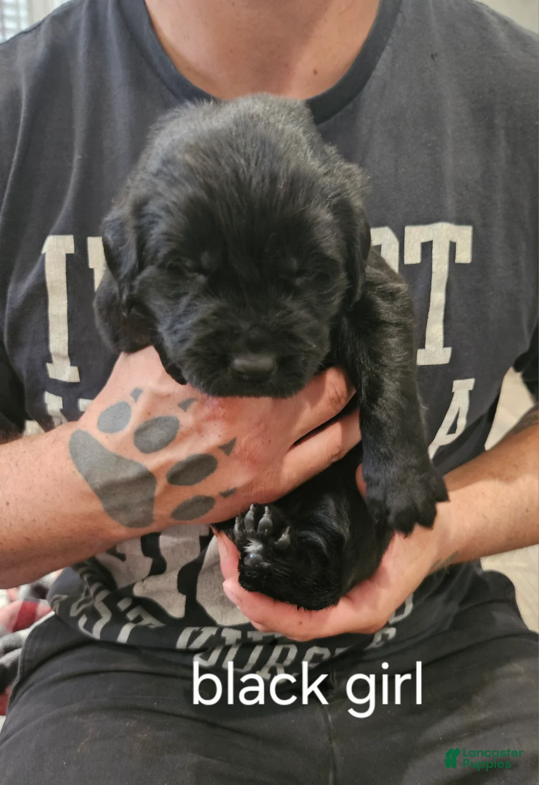 Newfoundland dogs for sale: Newfoundland Puppy 6 - Ad 1