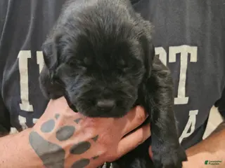 Newfoundland dogs Newfoundland Puppy 6 - Ad 6