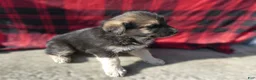 Great Pyrenees dogs for sale: Great Pyrenees Puppy 7 Buster - Ad 3