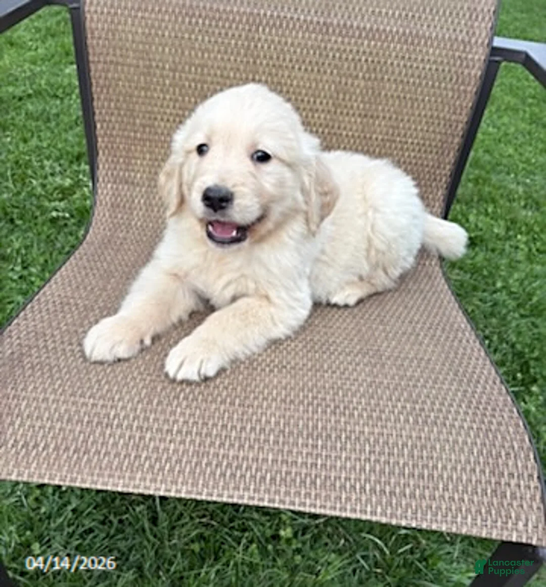 Golden Retriever dogs for sale: Rover - Ad 2