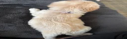 Mixed Breed dogs for sale: Lavender Collar - Ad 3