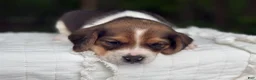 Beagle dogs for sale: Annie - Ad 8