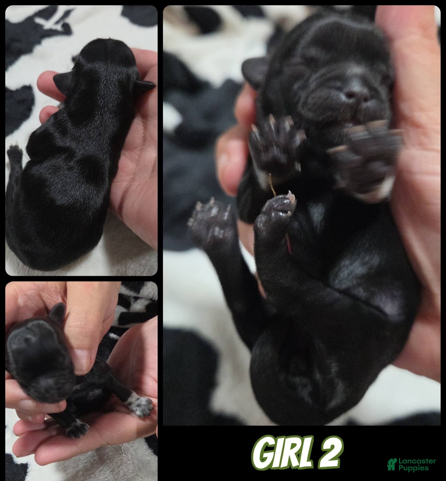Shih Tzu dogs Shih Tzu Girl 2 - Ad 22