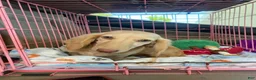 Dachshund dogs for sale: Casper - Ad 4