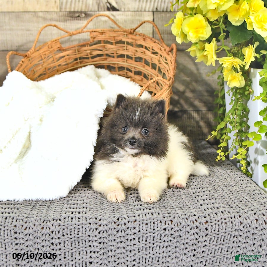 Pomeranian dogs Corey - Ad 2
