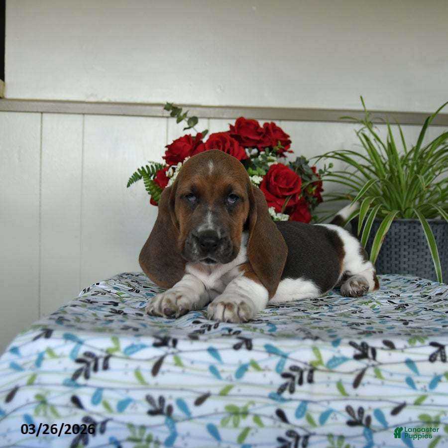 Basset Hound dogs Evangeline - Ad 2