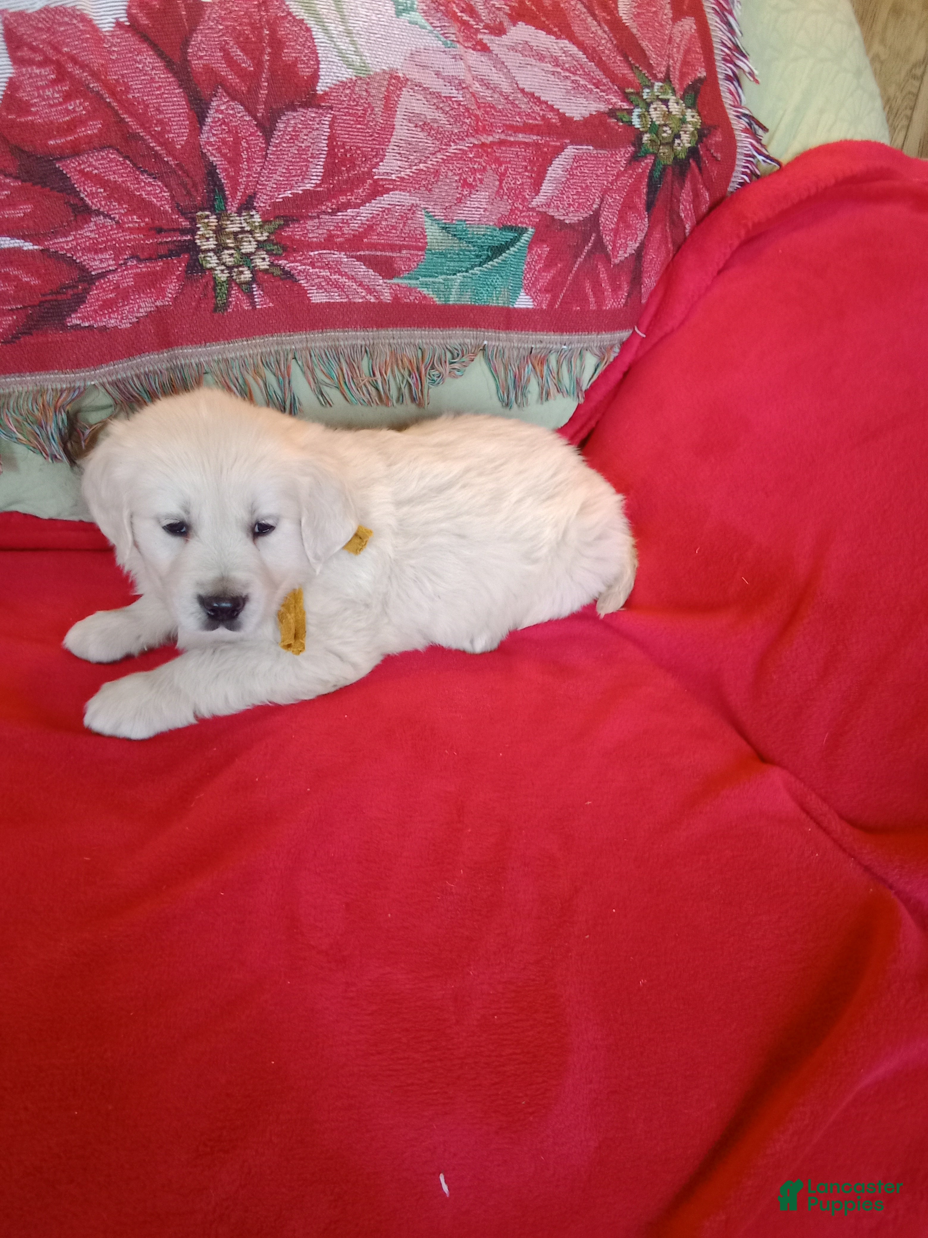Golden Retriever dogs Dewey-ready soon 1-270-507-0580 - Ad 10