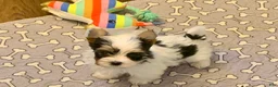 Biewer Terrier dogs for sale: Biewer Terrier Puppy 1 - Ad 3