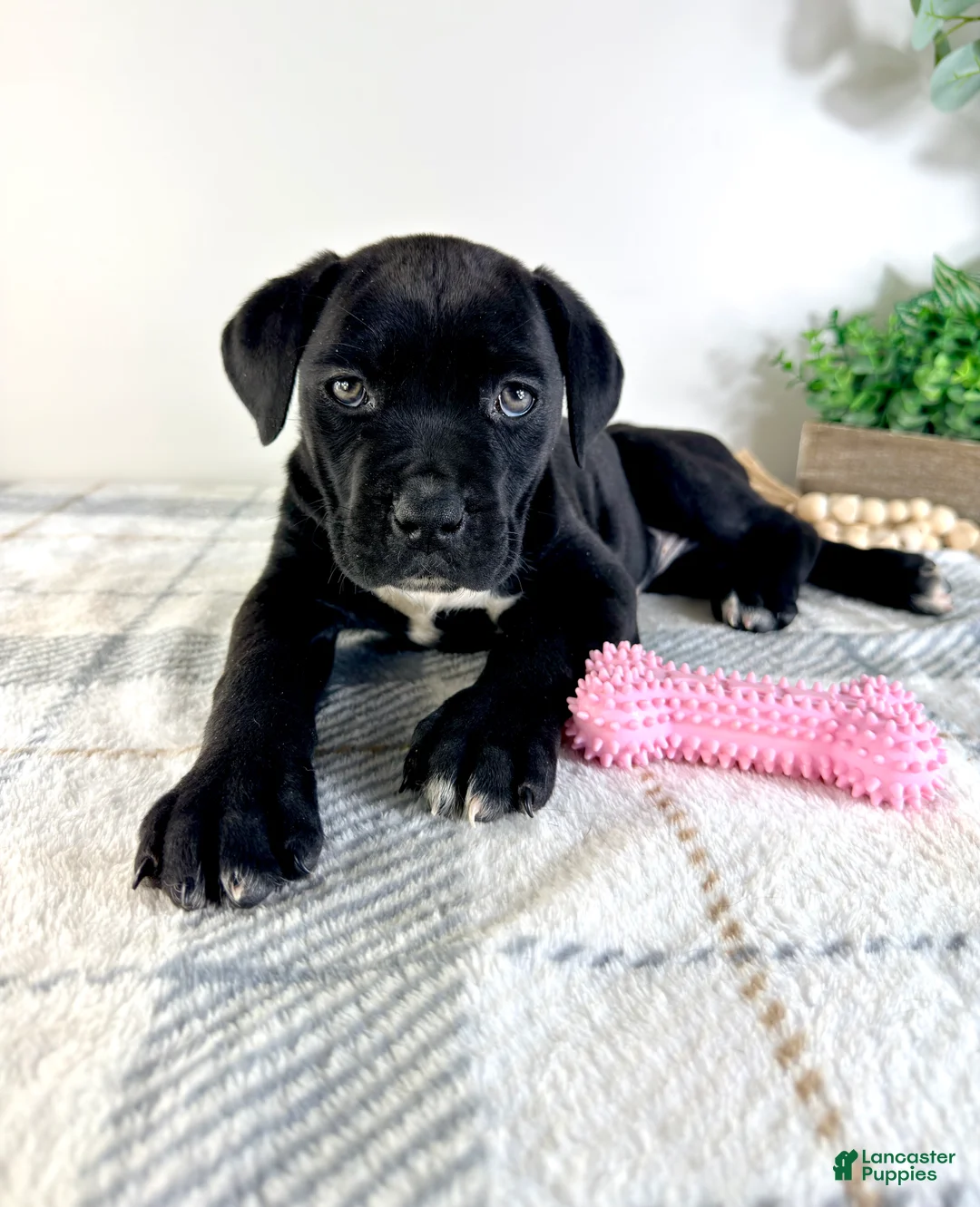Cane Corso dogs for sale: Freya - Ad 2