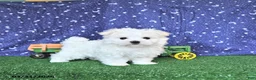 Maltese dogs for sale: Cozi - Ad 5