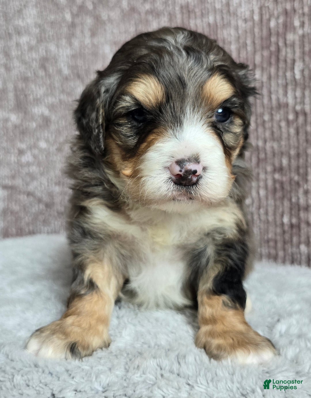 Mini Bernedoodle dogs for sale: Mini Bella - Ad 8