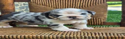 English Bulldog dogs for sale: Blizzard - Ad 6