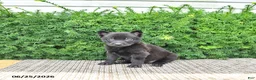 Mixed Breed dogs for sale: Alice - Ad 1