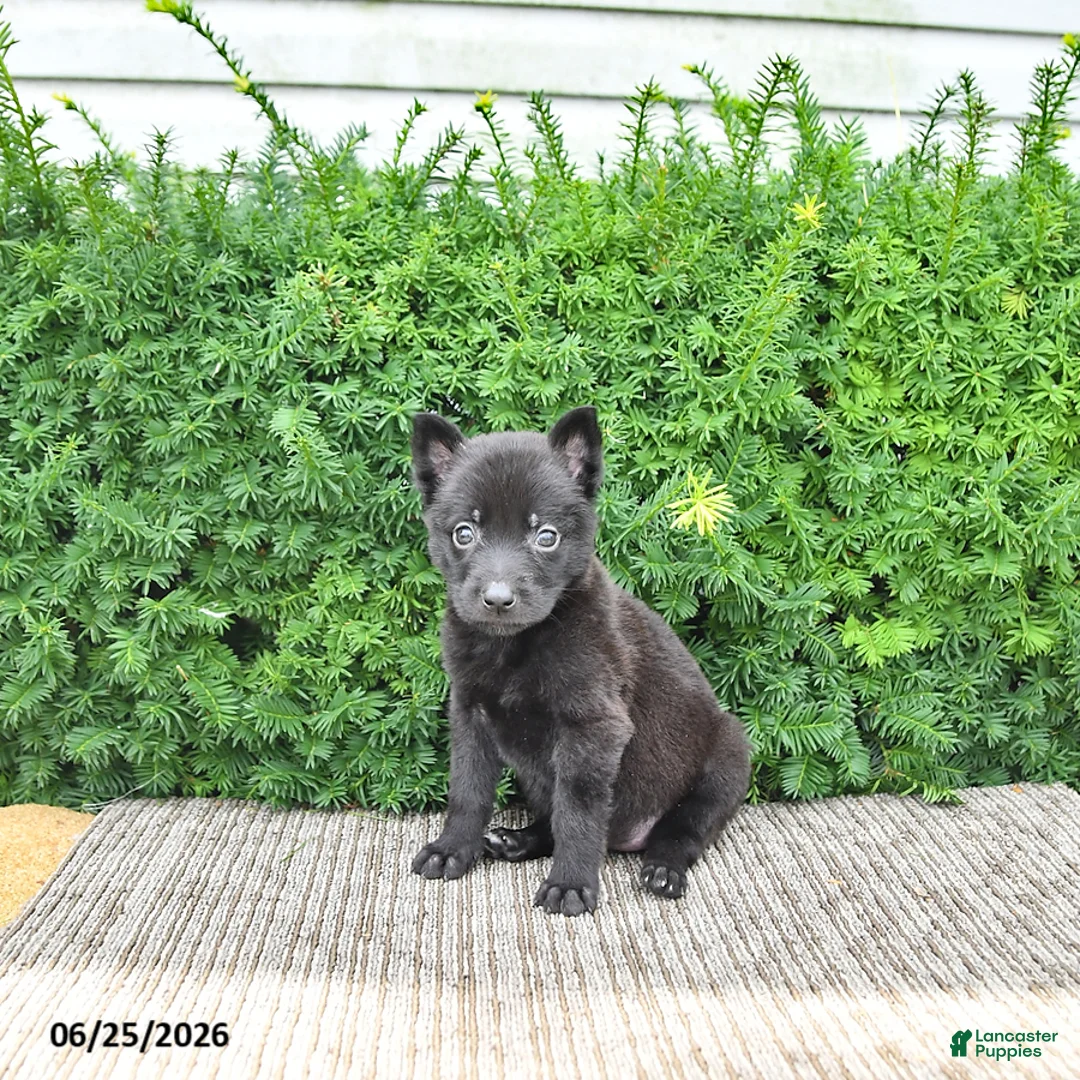Mixed Breed dogs for sale: Alice - Ad 1