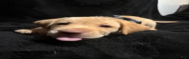 Scrappy-Doo (lime) 