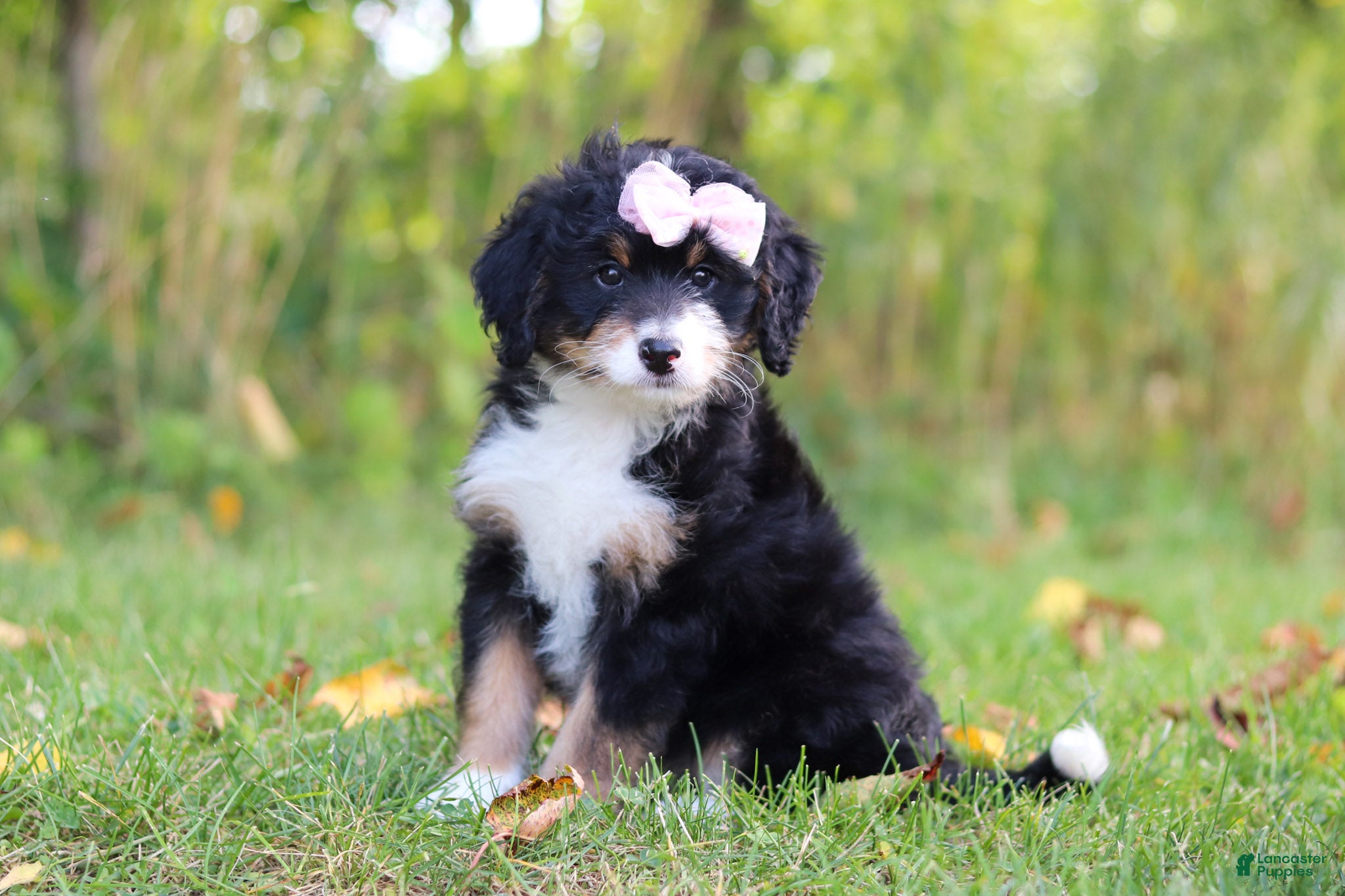 Mini Bernedoodle dogs Asia💖 - Ad 1