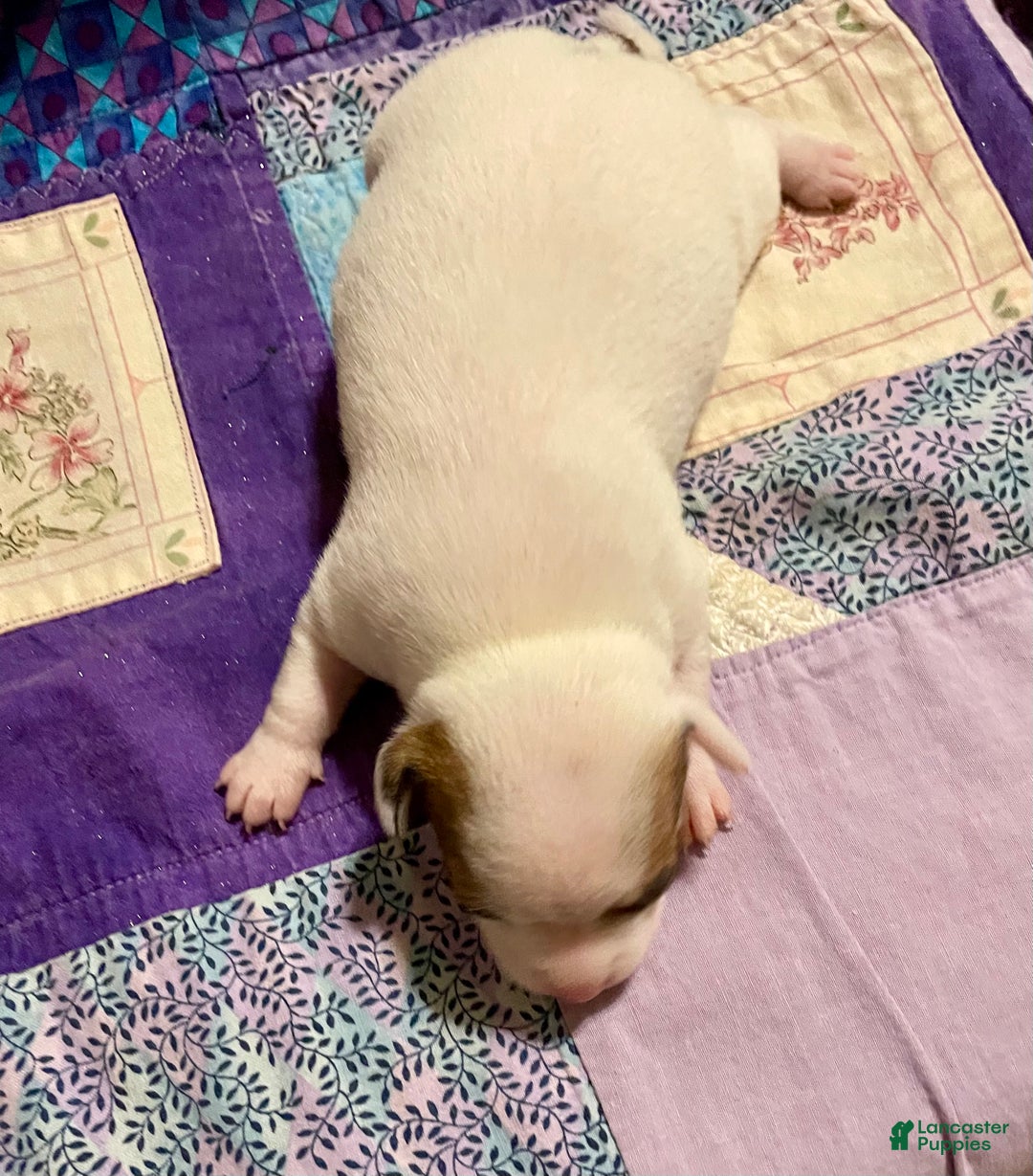 Chihuahua dogs for sale: Lucille - Ad 19