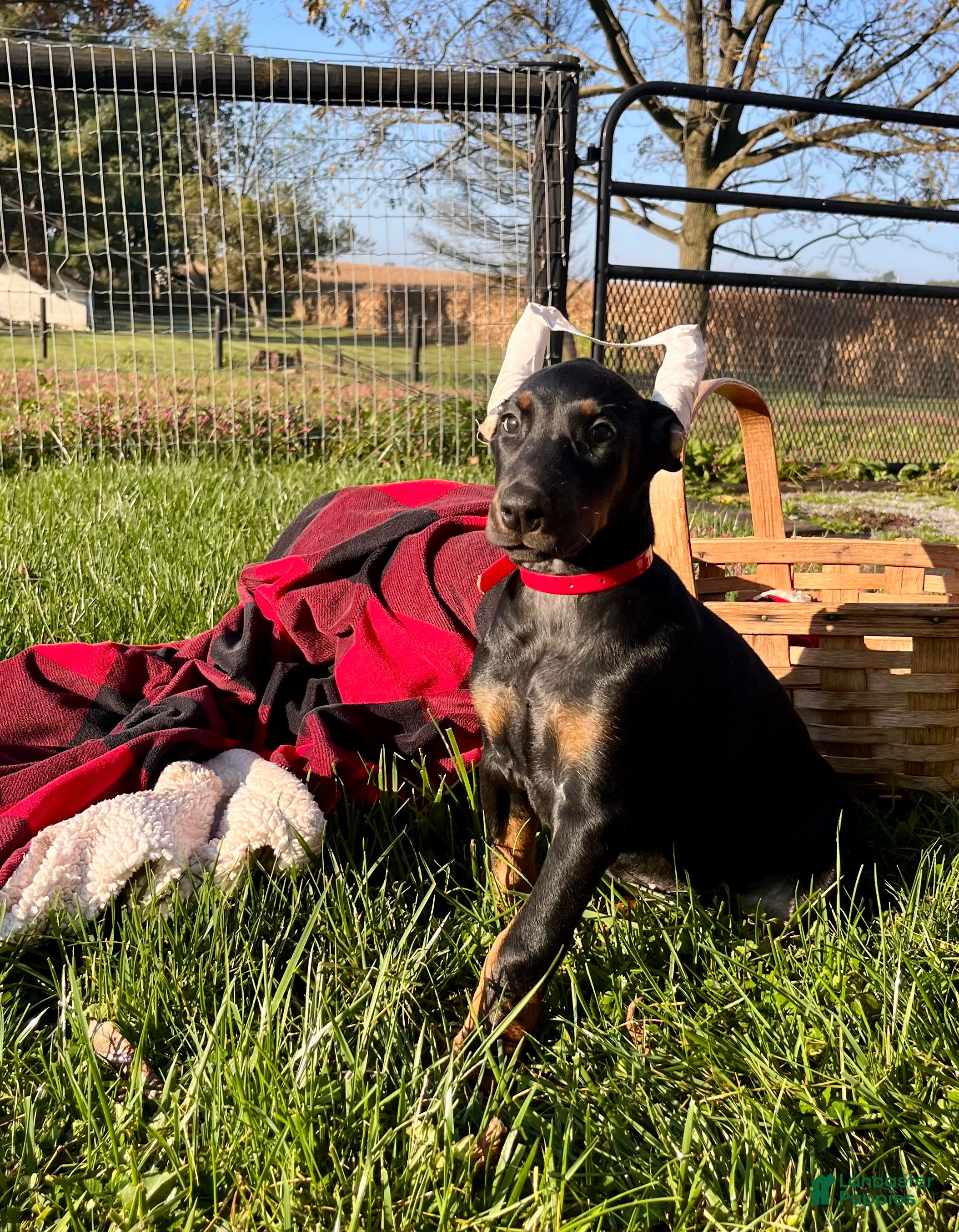 Doberman Pinscher dogs Stella❤️Akc Champion Bloodlines  - Ad 1