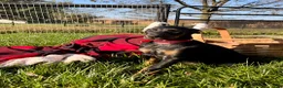 Doberman Pinscher dogs for sale: Stella❤️Akc Champion Bloodlines  - Ad 1