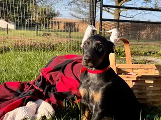 Doberman Pinscher dogs Stella❤️Akc Champion Bloodlines - Ad 1