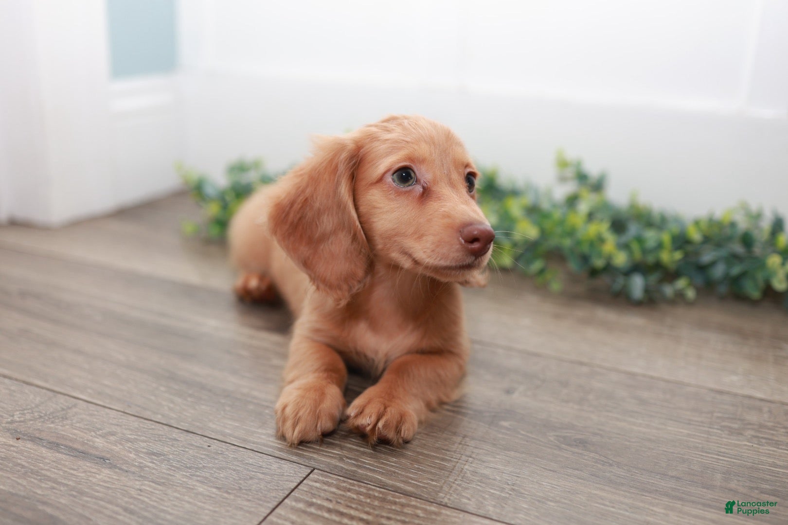 Miniature Dachshund dogs Doc - Ad 2