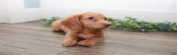 Miniature Dachshund dogs for sale: Doc - Ad 2